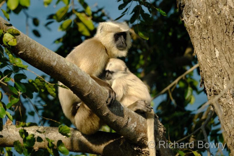 Corbett at 2026-02-03 12.47.49