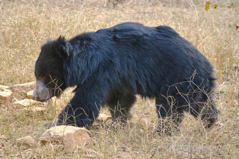 Rathambhore at 2026-02-10 17.40.25