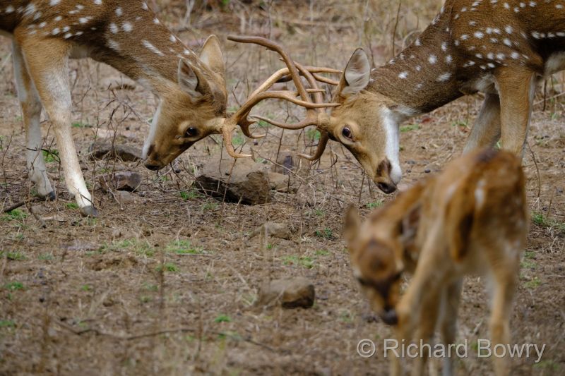 Rathambhore at 2026-02-10 16.33.42