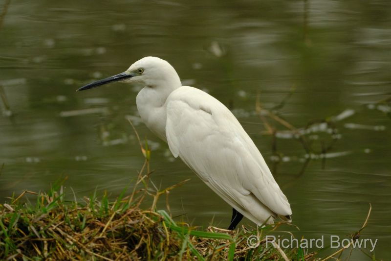 Sultan Por at 2026-02-01 09.55.45