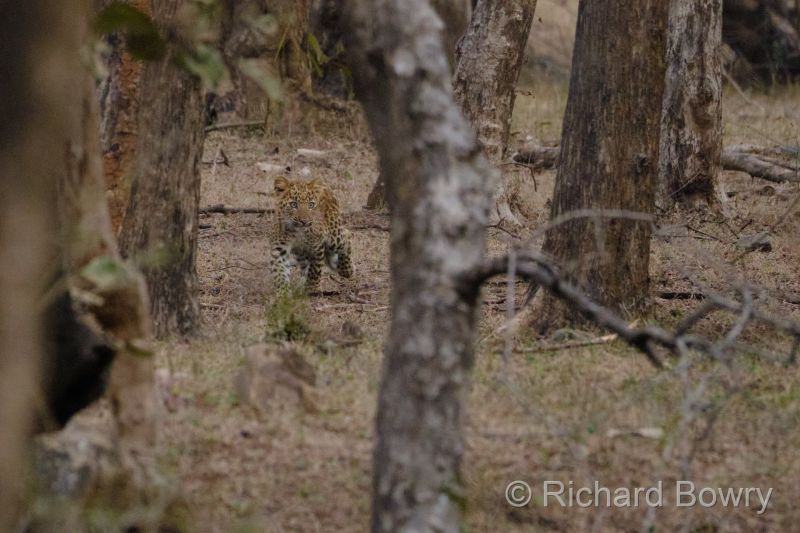 Rathambhore at 2026-02-12 17.33.45