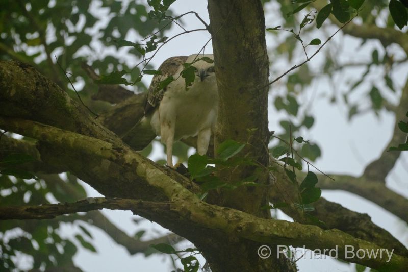 Corbett at 2026-02-04 08.19.13