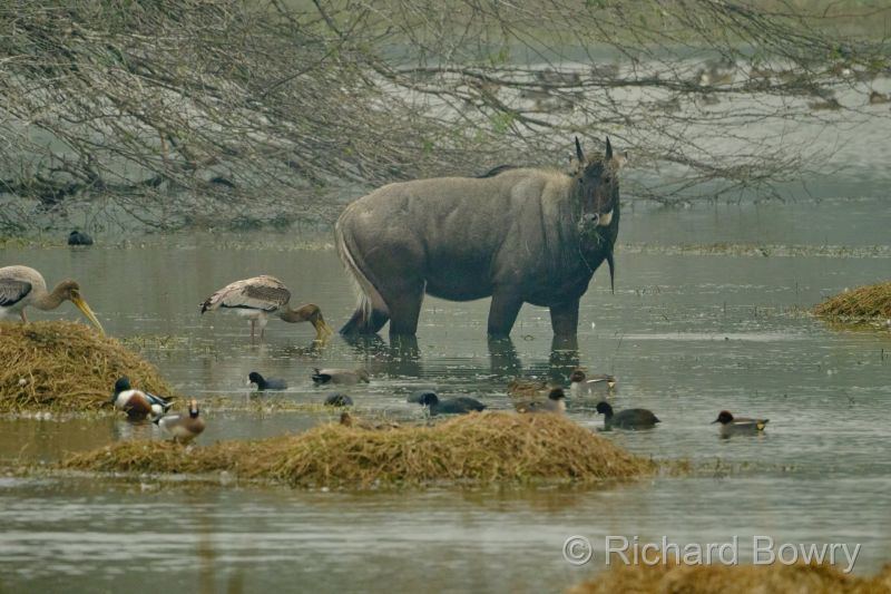 Sultan Por at 2026-02-01 09.48.57