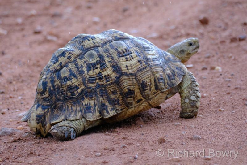 Zimbabwe on 29-11-22 at 13-08-29