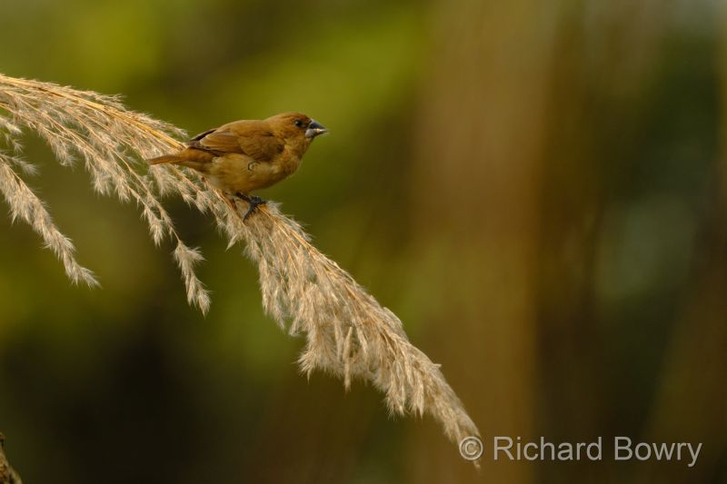 Sultan Por at 2026-02-01 12.46.03