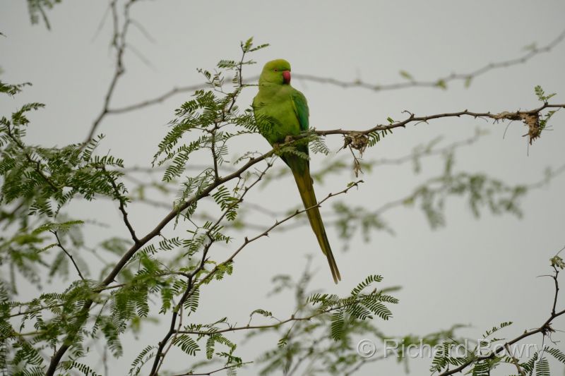 Sultan Por at 2026-02-01 09.06.52