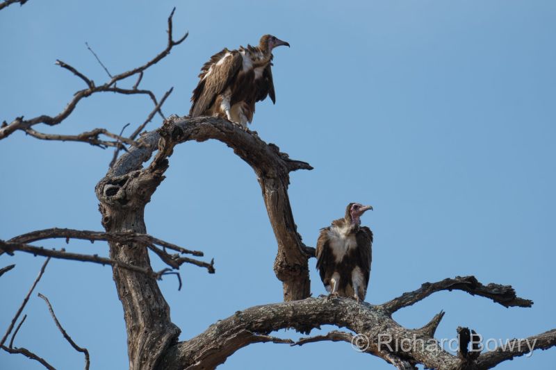Zimbabwe - 2024-11-06 15.41.582024-11-19 06.44.49