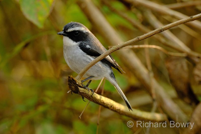 Corbett at 2026-02-02 16.17.23