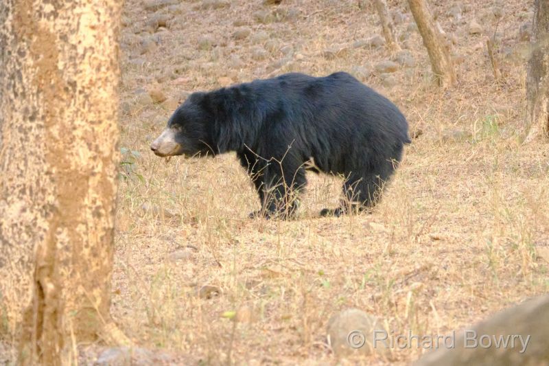 Sloth Bear