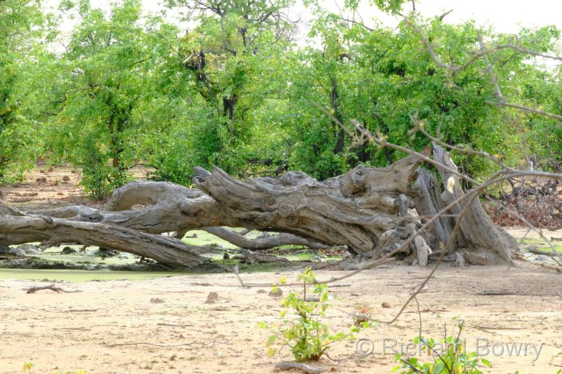 Zimbabwe - 2024-11-11 07.44.282024-11-19 06.45.53