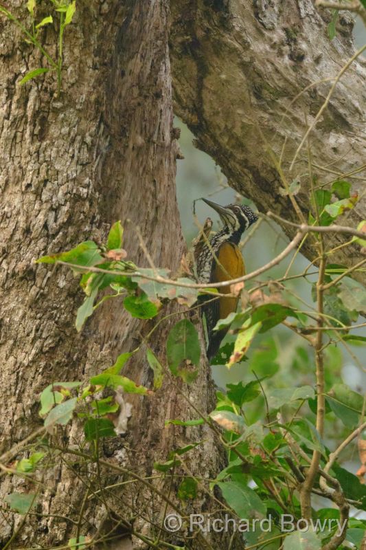 Corbett at 2026-02-04 08.37.28