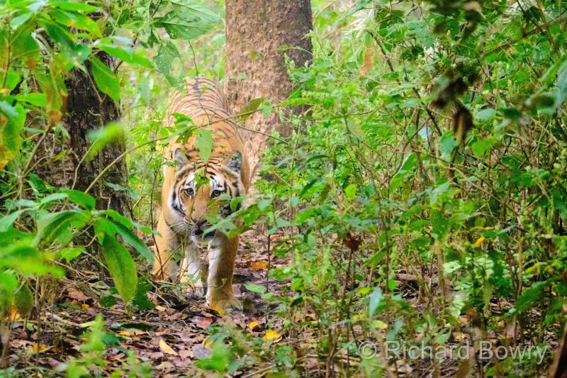 Corbett at 2026-02-03 08.28.24