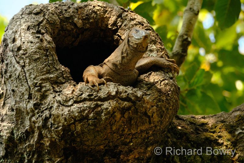 Corbett at 2026-02-03 13.52.23