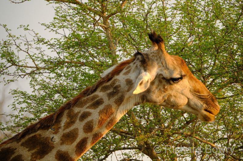 Kruger at 2025-10-13 06.10.40