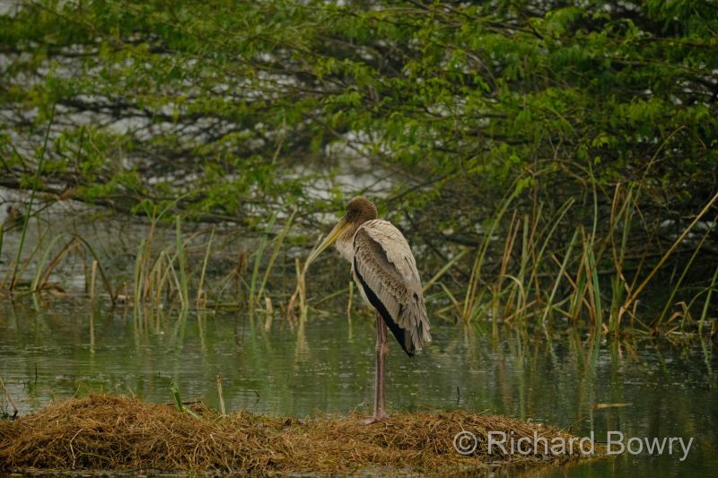 Sultan Por at 2026-02-01 09.11.58