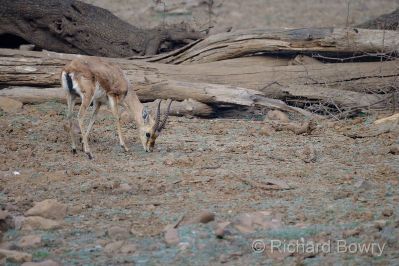 Rathambhore at 2026-02-11 08.35.47