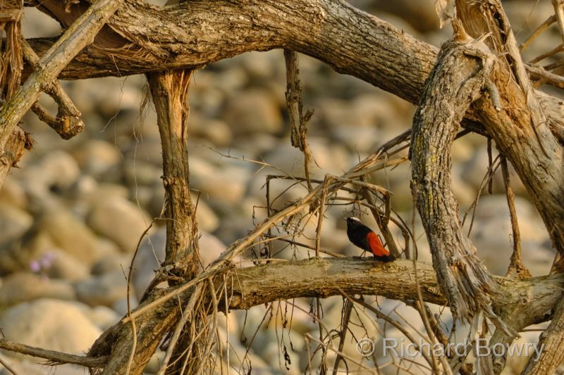 Corbett at 2026-02-02 16.36.55