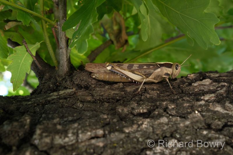 Franschoek at 2025-10-20 16.08.21