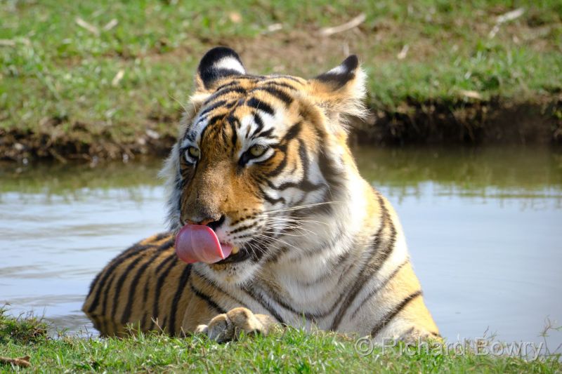 Rathambhore at 2026-02-09 14.36.37