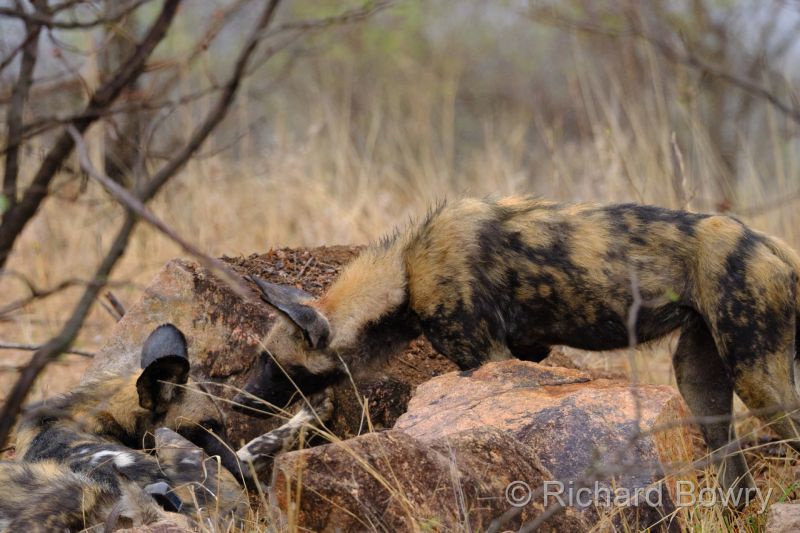 Kruger at 2025-10-17 09.30.39