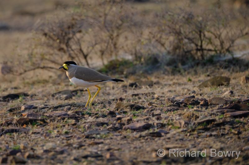 Rathambhore at 2026-02-11 17.06.50