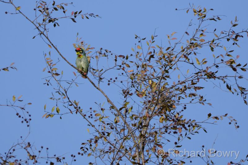 Rathambhore at 2026-02-10 09.26.25