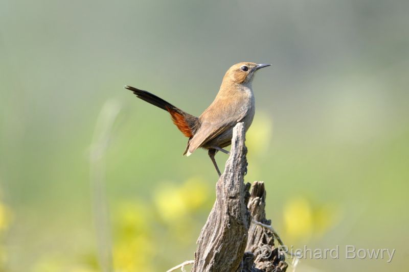 Keoladeo at 2026-02-08 10.58.45