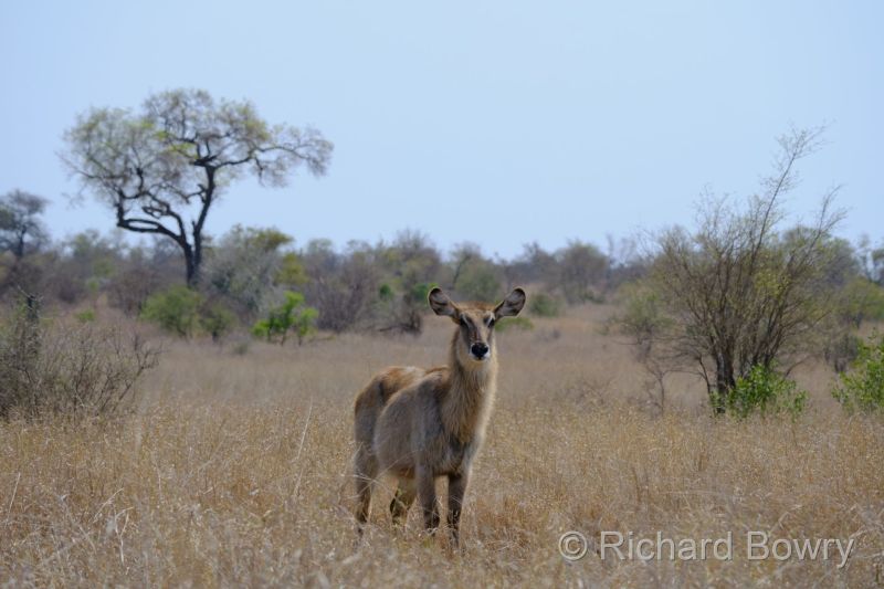 Kruger at 2025-10-14 09.43.50