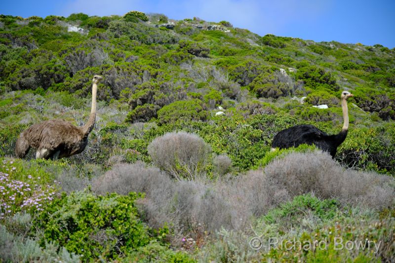 Cape Point at 2025-10-18 14.50.10