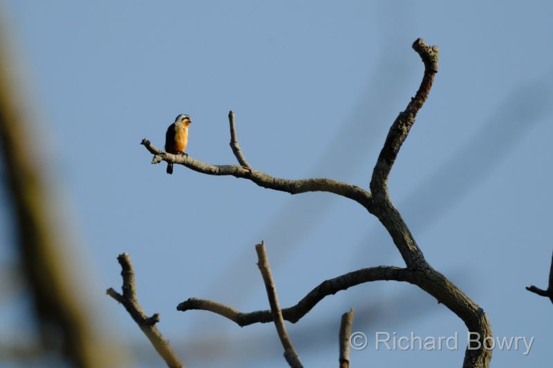 Corbett at 2026-02-04 15.18.50