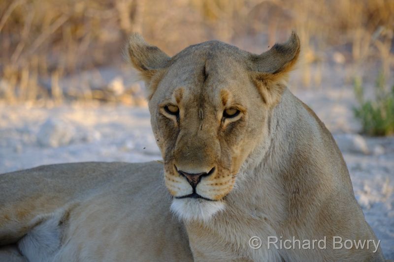 Namibia - 2024-11-01 18.32.132024-11-19 06.41.42