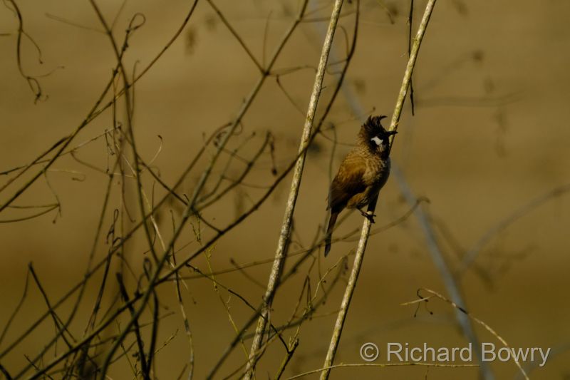 Corbett at 2026-02-02 15.19.02