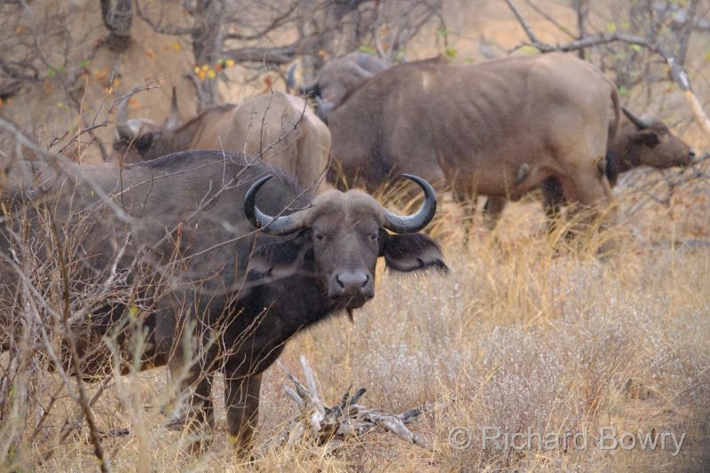 Kruger at 2025-10-17 09.54.58