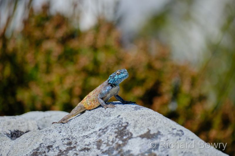 Cape Point at 2025-10-20 11.37.34