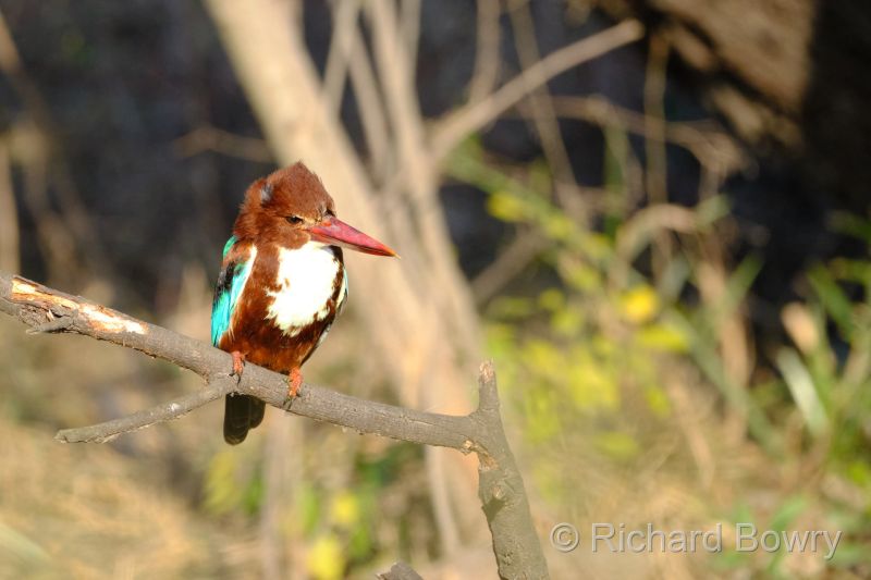 Keoladeo at 2026-02-07 16.21.13