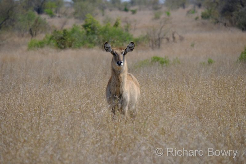 Kruger at 2025-10-14 09.42.57