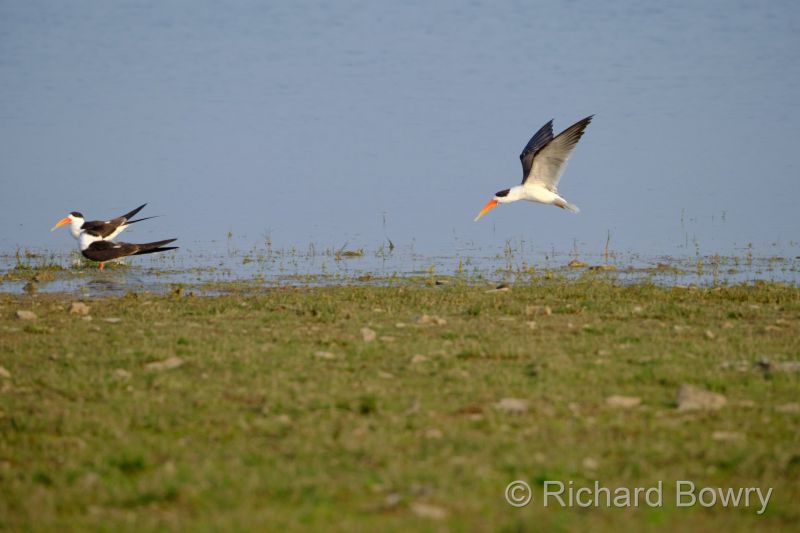 Rathambhore at 2026-02-11 16.55.00