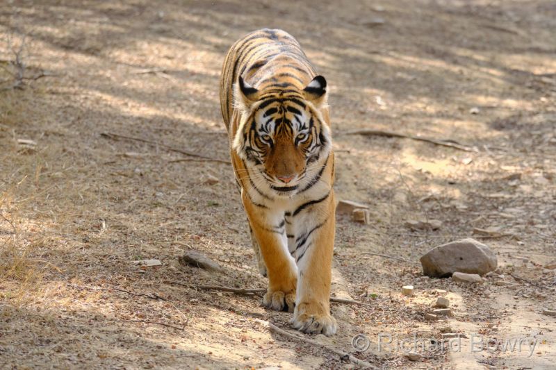 Rathambhore at 2026-02-10 14.53.44