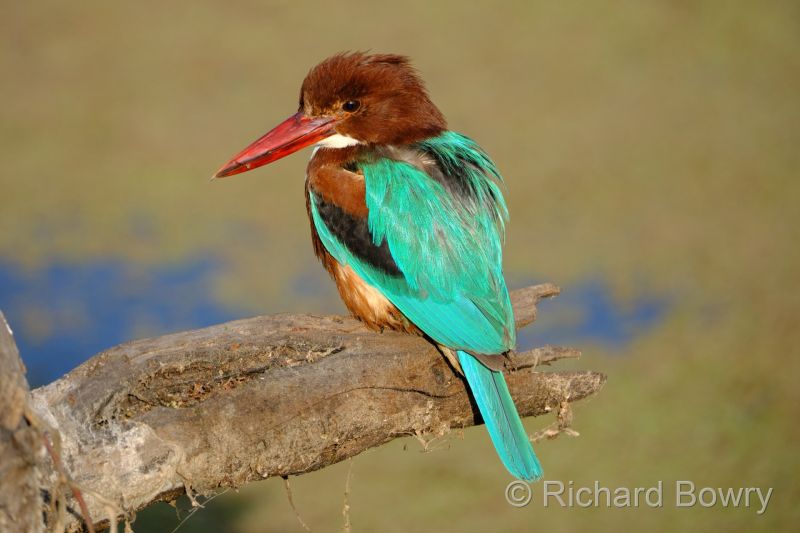 Keoladeo at 2026-02-07 16.27.41