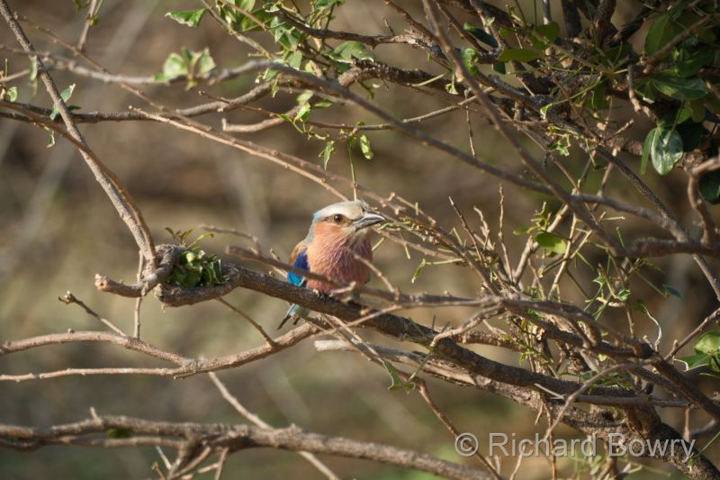 Zimbabwe - 2024-11-06 16.00.492024-11-19 06.44.51