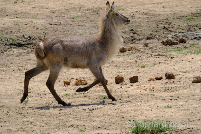 Kruger at 2025-10-15 12.58.30