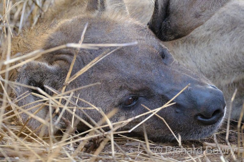 Kruger at 2025-10-14 06.25.10