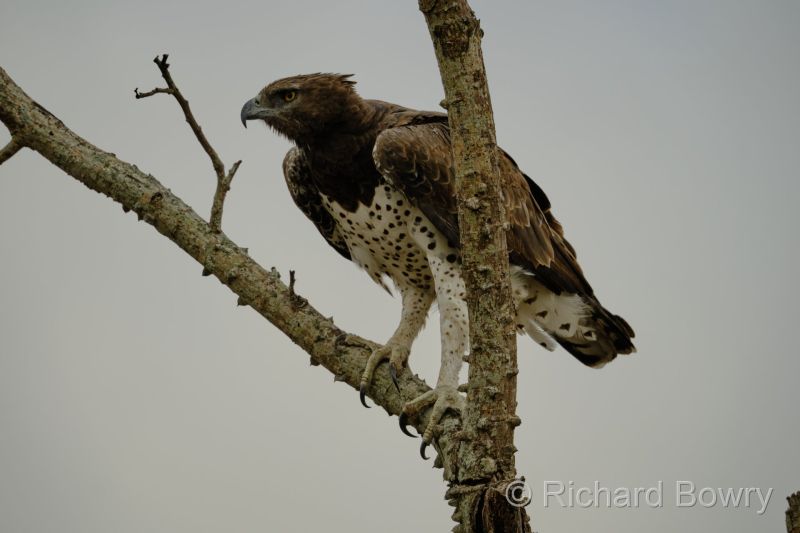 Kruger at 2025-10-13 07.58.51