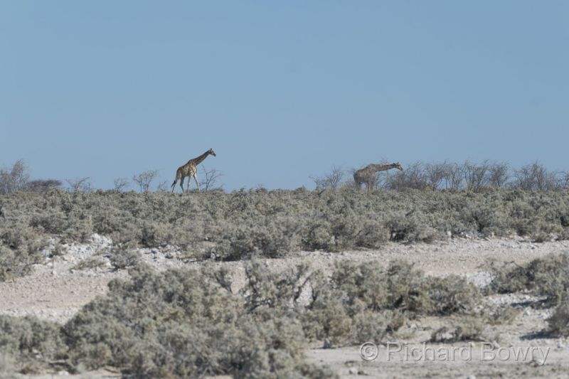 Namibia - 2024-10-28 16.22.132024-11-19 06.39.55