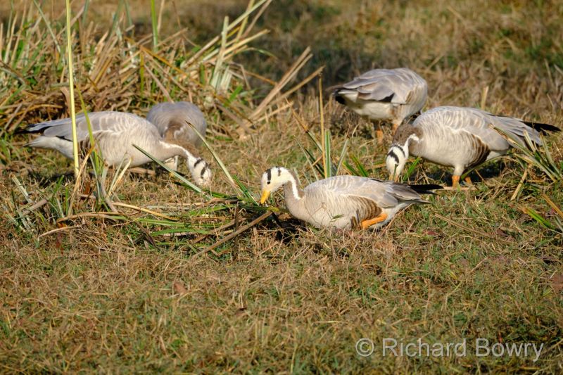 Keoladeo at 2026-02-07 16.11.06