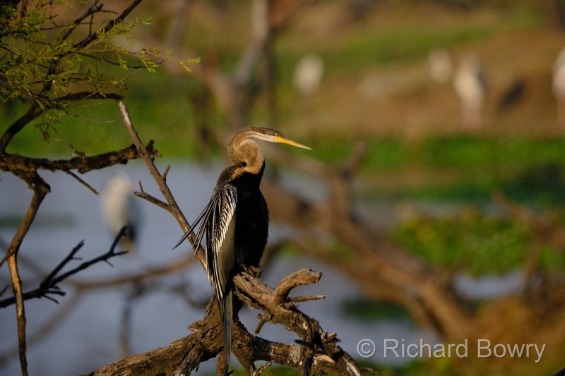 Keoladeo at 2026-02-07 17.07.27