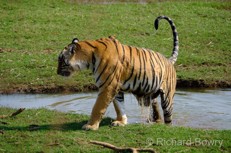 Rathambhore at 2026-02-09 14.40.08