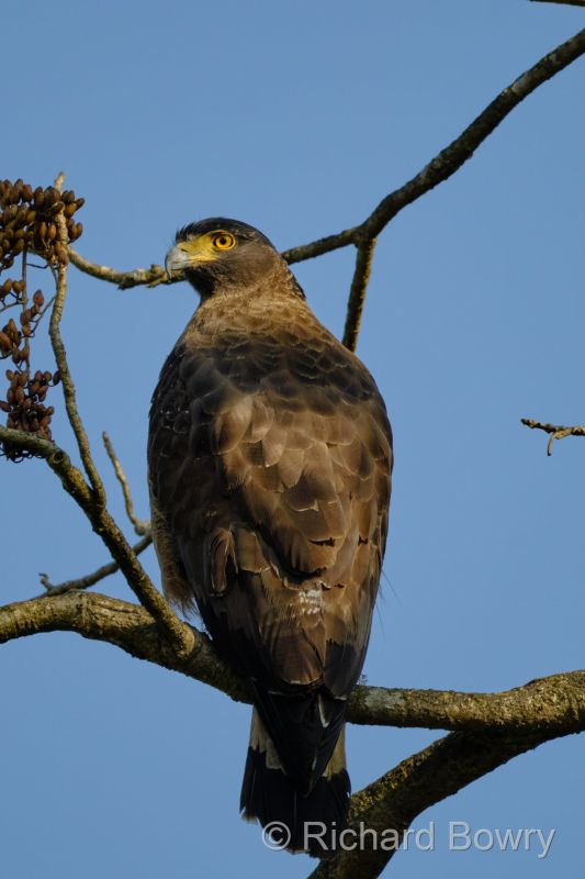 Corbett at 2026-02-04 15.30.44