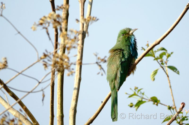 Corbett at 2026-02-03 10.21.33