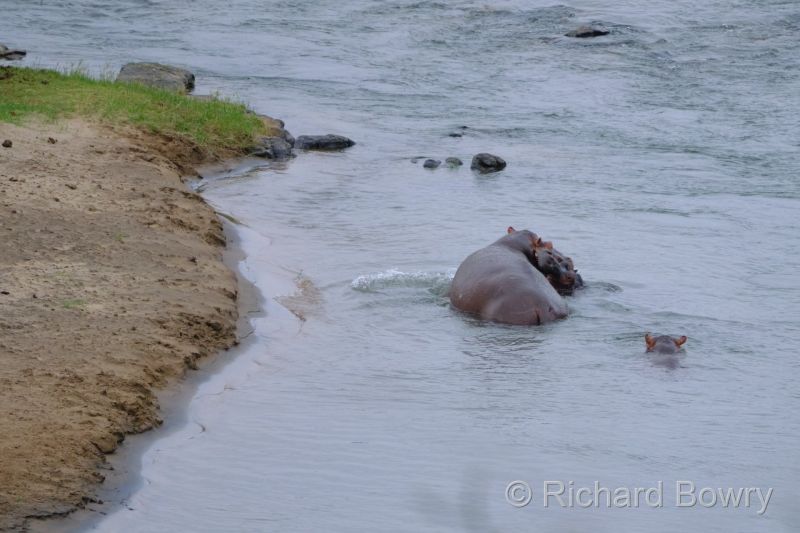 Kruger at 2025-10-16 06.54.31